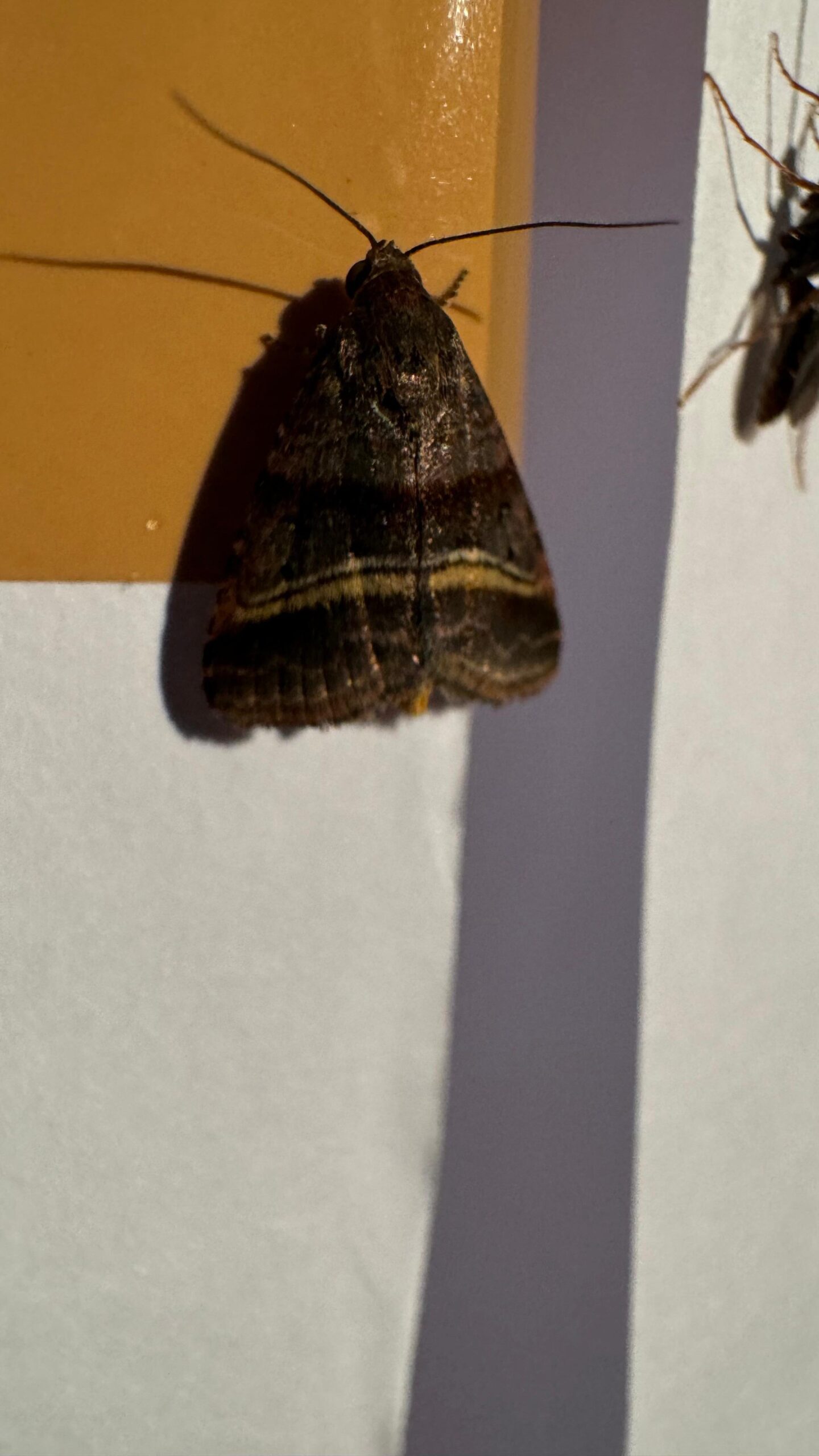 WhatsApp Image 2024-11-19 at 1.23.53 PM WhatsApp Image 2024 11 19 at 1.23.53 PM scaled